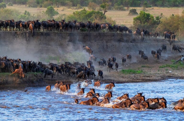 9-Day Great Migration Safari