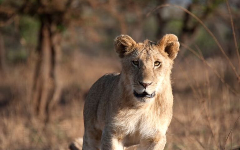 Day Trip Arusha National Park