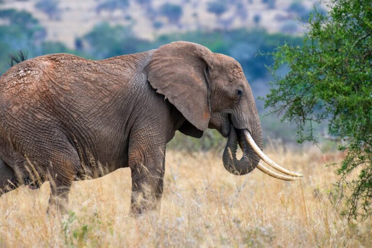 Day Trip Tarangire National Park