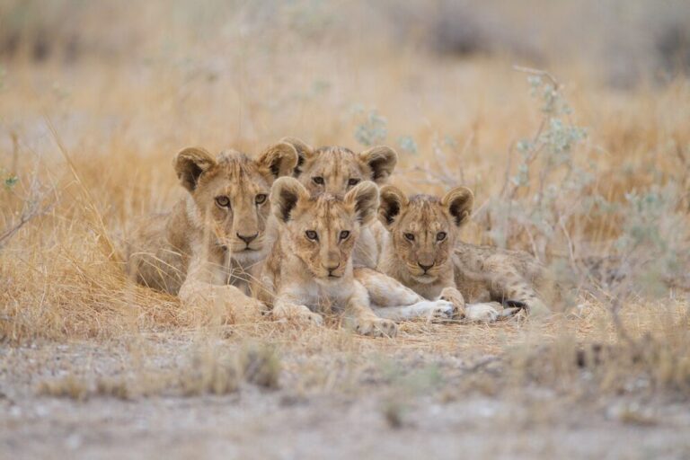 7-Day Family Wildlife Safari