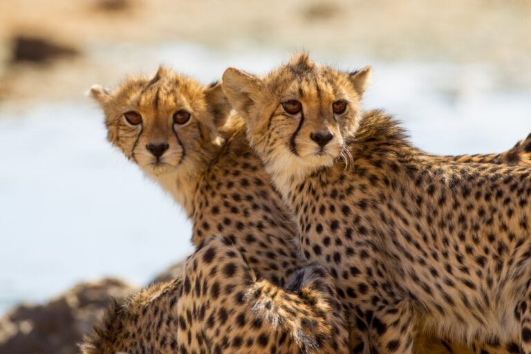 4-Day Tanzania Safari Adventure